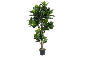 FICUS LYRATA II zöld művirág